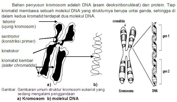 Ilustrasi bahan penyusun kromosom.