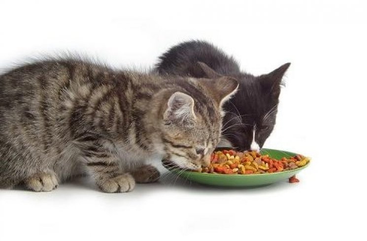 ilustrasi kucing makan makanan kering (meongku)