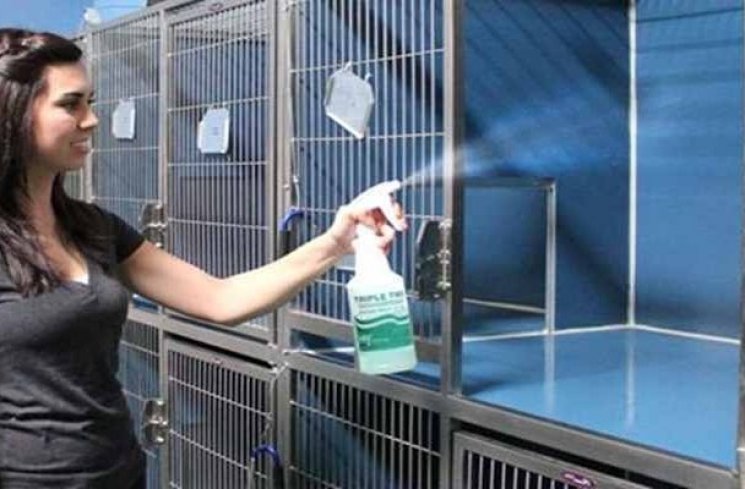 ilustrasi membersihkan kandang kucing (catlovers.id)