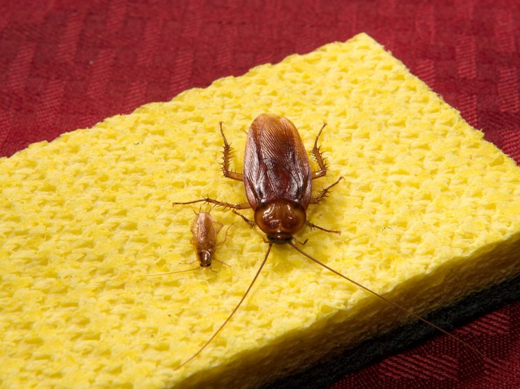 Kecoak. (pestworld.org)