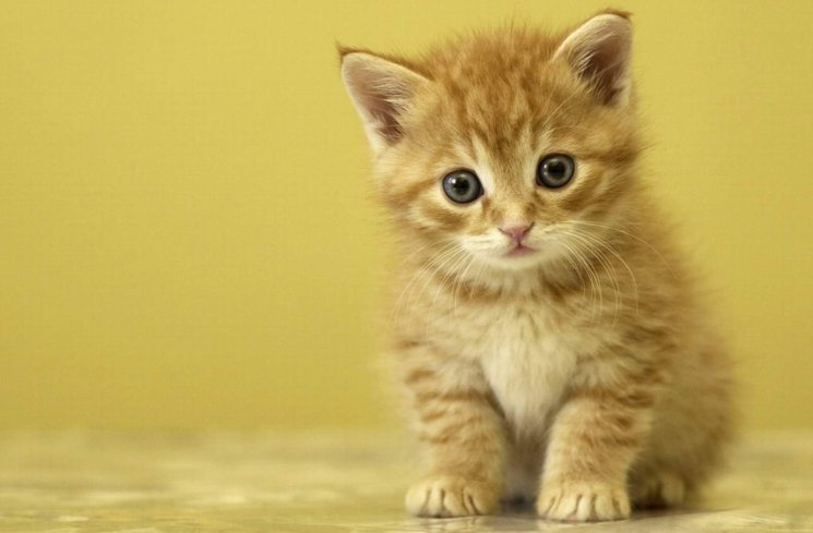 Kucing. (shutterstock)