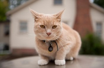 Jangan Sepelekan! Cakaran Kucing Dapat Memicu Komplikasi Serius