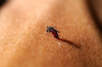 Awal Musim Hujan, Waspada Komplikasi Malaria
