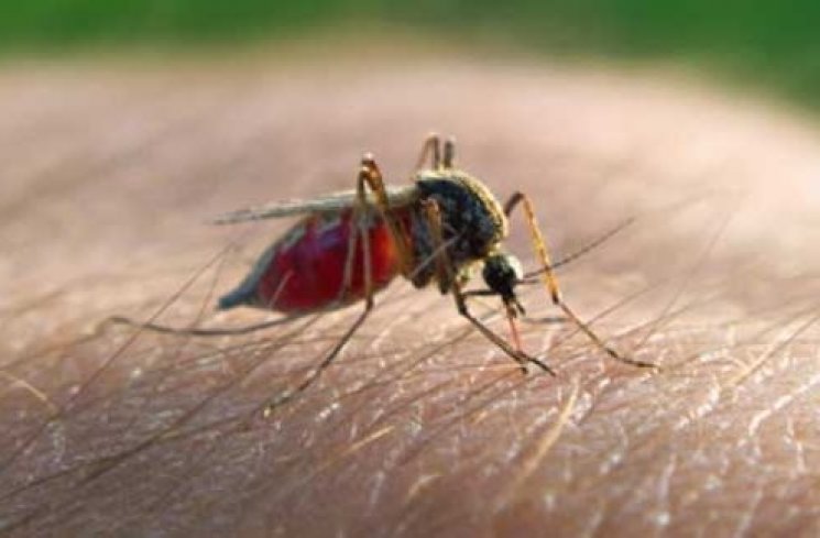 Malaria. (Onlymyhealth)