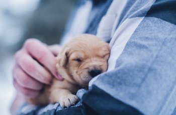 Aksi Heroik Pria Hanya dengan Pakaian Minim Selamatkan Anjing di Danau Es