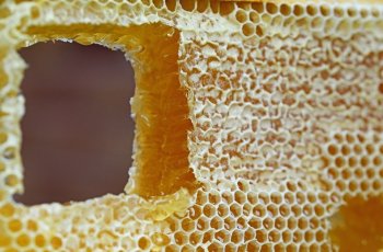 Plus Minus Konsumsi Honeycomb