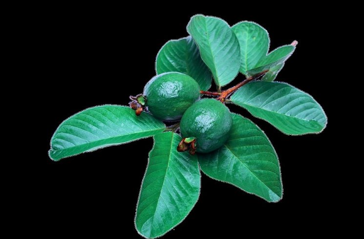 Daun jambu biji. (pixabay)