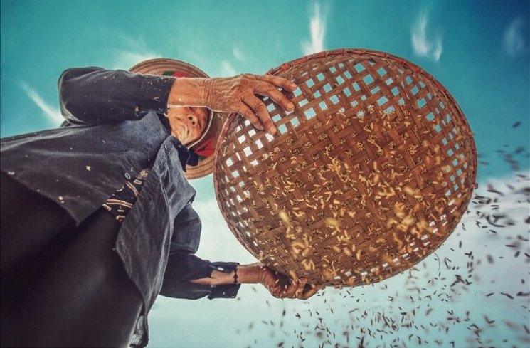 Ilustrasi beras sebagai bahan baku nasi. (unsplash)