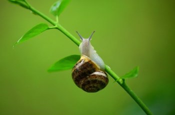 Ini Lima Manfaat Tak Terduga Lendir Siput untuk Kulit