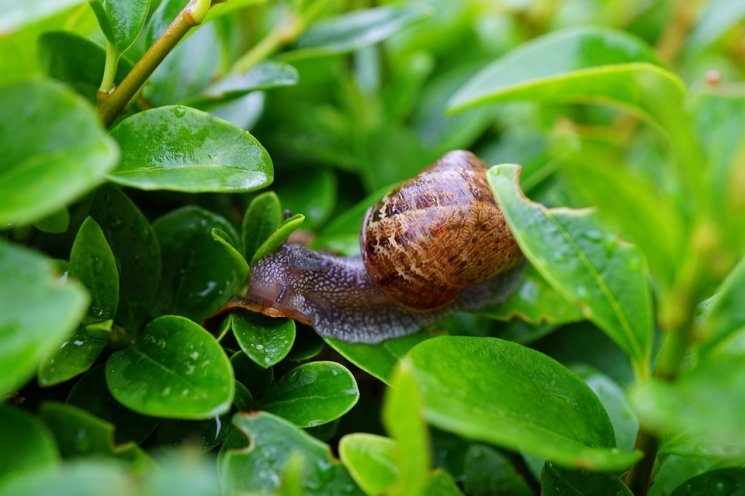 Lendir siput. (pixabay)