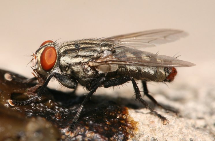 Lalat bot. (wikipedia)