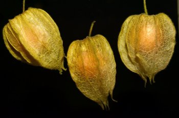 Manfaat Ciplukan, Buah yang Sering Tumbuh di Pinggir Jalan