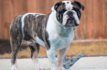Alat Kelamin Diserang Bulldog, Seorang Pria Mengalami Koma