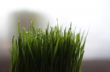 Menilik Manfaat Wheatgrass untuk Kesehatan, Tertarik Coba?