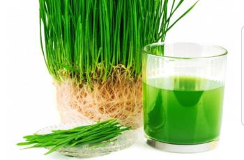 3 Khasiat Wheatgrass, Salah Satunya Bantu Turunkan Berat Badan