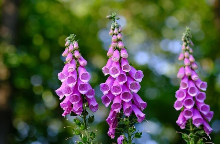 Foxglove. (pixabay)