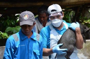 Ini Respons Pemerintah dalam Mencegah Wabah Flu Babi Afrika