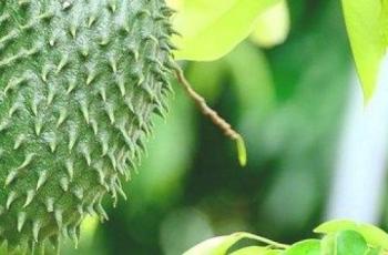 Waspada, Jangan Konsumsi Sirsak jika Kamu Alami Ini