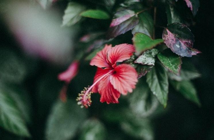 Bunga kembang sepatu. (unsplash)