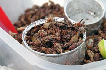 Termasuk Belalang, 4 Makanan Unik Ini Baik untuk Kesehatan, Berani Coba?