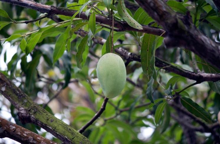 Buah mangga. (pixabay/PublicDomainPictures)