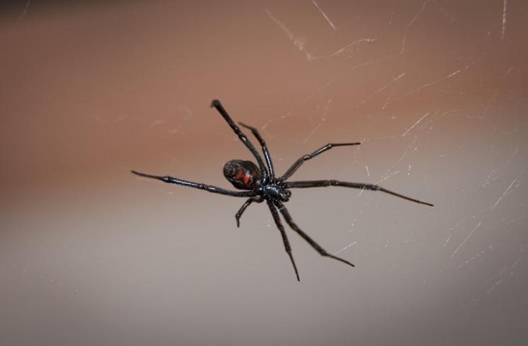 Laba-laba black widow. (pixabay/skeeze)