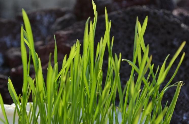 Wheatgrass. (pixabay/stacibrindle)