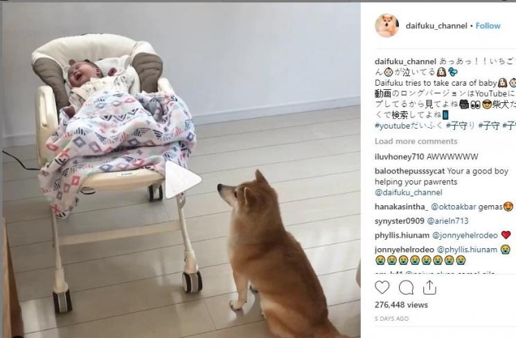 Video aksi menggemaskan seorang anjing (Instagram/@ daifuku_channel)