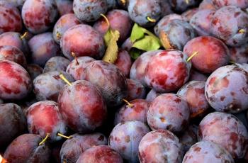 Kontrol Tekanan Darah Tinggi, Cobalah Makan Buah Plum Setiap Hari!