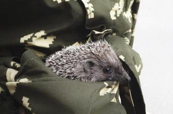 55 Gambar Hewan Landak Di Indonesia Gratis Terbaik