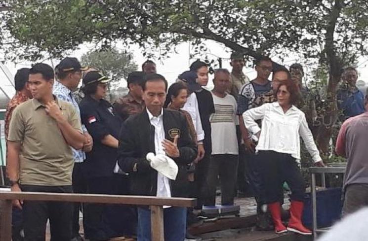 Tangan Presiden Jokowi berdarah saat meninjau Panen Raya Udang jenis Vaname dari tambak program perhutanan sosial Kementerian Lingkungan Hidup dan Kehutanan di Desa Pantai Bakti, Kecamatan Muara Gembong, Kabupaten Bekasi, Jawa Barat, Rabu (30/1/2019). (Suara.com/ Umay Saleh)