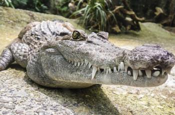 Ngeri! Lakukan Atraksi Berbahaya, Kepala Pria Ini Nyaris Dimakan Buaya