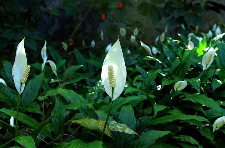 Peace lily. (PIxabay/Gadini)