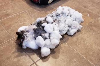 Bak Punya Sembilan Nyawa, Kucing Beku Ini Berhasil Hidup Kembali