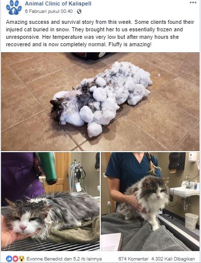 Kucing beku. (Facebook/Animal Clinic of Kalispell)