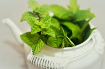 Lima Manfaat Peppermint untuk Kesehatan, Salah Satunya Ringankan Nyeri Haid