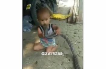 Ngeri! Seorang Bocah Dibiarkan Bermain dengan Ular Kobra