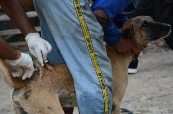NTB Darurat Rabies, Kenali Gejala dan Cara Pengobatannya