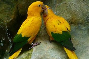 Diduga Kecanduan Opium Burung Parkit Di India Bikin Petani Pusing