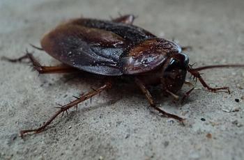 Pesan Semur Bebek dari Rumah, Wanita Ini Dapat Bonus 40 Kecoak
