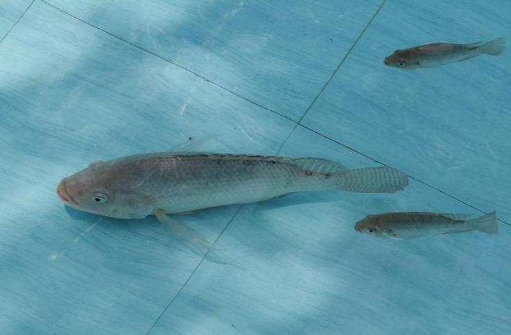 Ilustrasi kolam mujair - (Pixabay/sarangib)