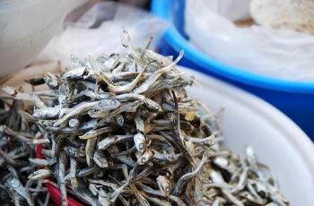 Tinggi Protein, Penelitian Ungkap Ikan Teri Bisa Turunkan Berat Badan