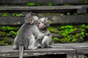 China Laporkan Virus Monkey B, Begini Gejala dan Cara Mengatasinya!