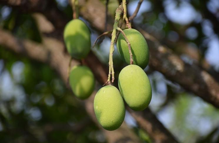 Manfaat makan kulit buah mangga (Pixabay/balouriarajesh)