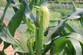 Olah Serabut Jagung Jadi Obat Tradisional, Rasakan 5 Khasiat Sehatnya!