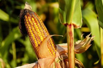 Atasi Batu Ginjal dengan Ramuan Serabut Jagung, Begini Caranya