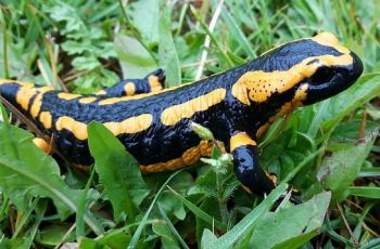 Muncul Wabah Salamander, Patogen yang Mirip Virus Corona