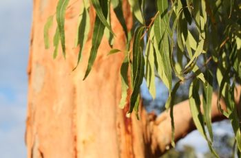 Mengenal 2 Kandungan Eucalyptus yang Kaya Manfaat, Tanin dan Flavonoid
