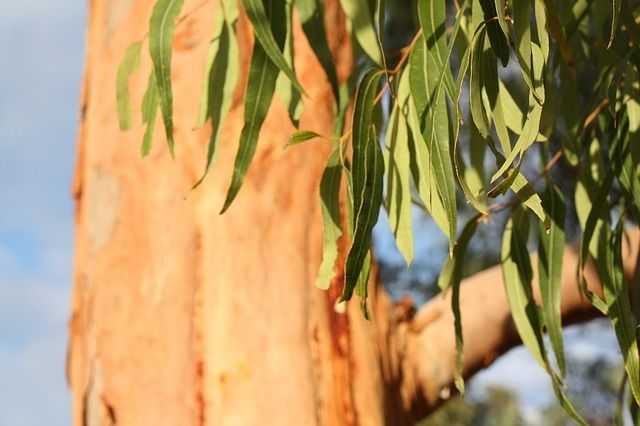 Ilustrasi eucalyptus. (Pixabay)
