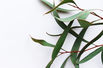 Mengenal Eucalyptus yang Jadi Bahan Kalung Antivirus, Bisakah Dikonsumsi?